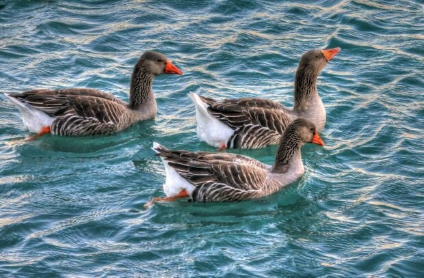 Three geese swimming closely together on clear blue water in natural light