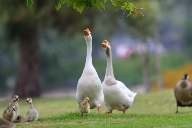 Two geese standing on grass with goslings in a green natural setting