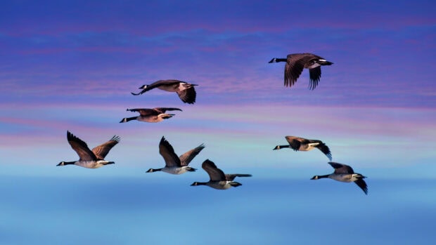 A flock of geese flying in formation across a colorful sky during sunset