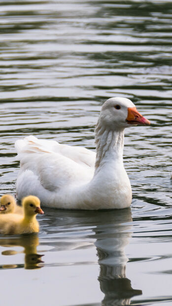 A white goose swimming with yellow goslings on calm water in high definition