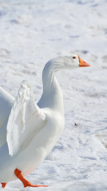 White goose standing on snowy ground with wings partially open and orange beak and feet