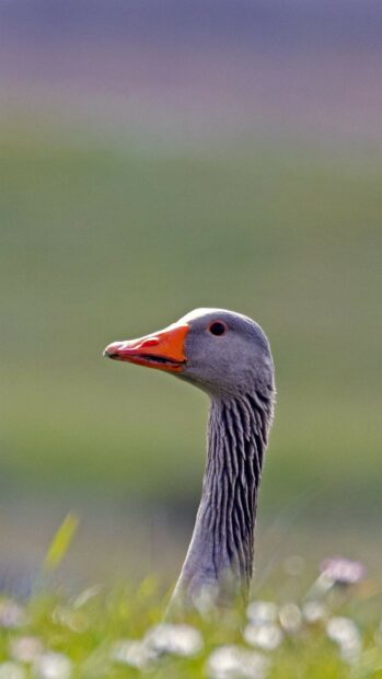 A close up of a goose head with an orange beak standing among grass and flowers