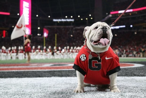 A Georgia Bulldogs bulldog mascot wearing a red jersey sitting on the football field during a game