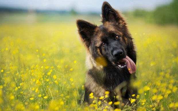 A German Shepherd dog with its tongue out lying in a field of yellow flowers and green grass
