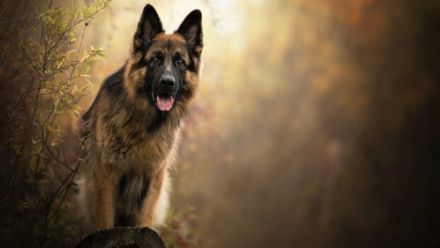 A German Shepherd standing on a log in a natural forest setting with soft light