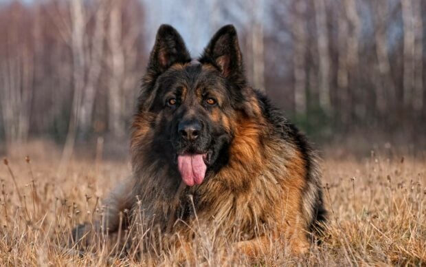 German Shepherd lying in dry grass with its tongue out in a forest clearing
