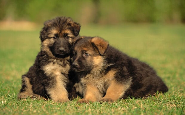 Two German Shepherd puppies sitting closely together on green grass in a sunny outdoor setting