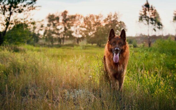 A German Shepherd dog standing in a green field with trees in the background