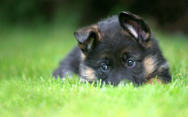 German Shepherd puppy resting on green grass with attentive eyes