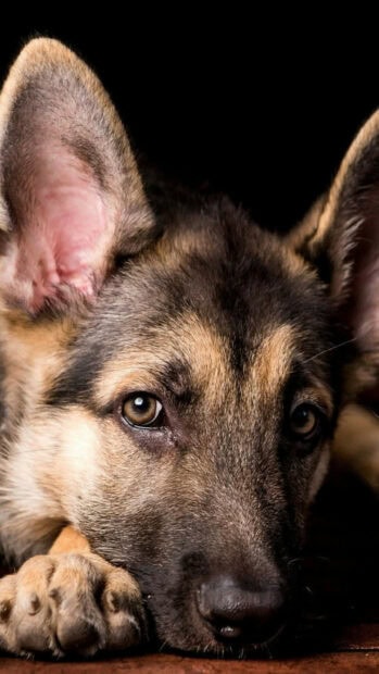 Close up of a German Shepherd lying down and resting its head on a wooden surface