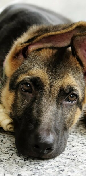 Close up of a German Shepherd laying down with a calm face