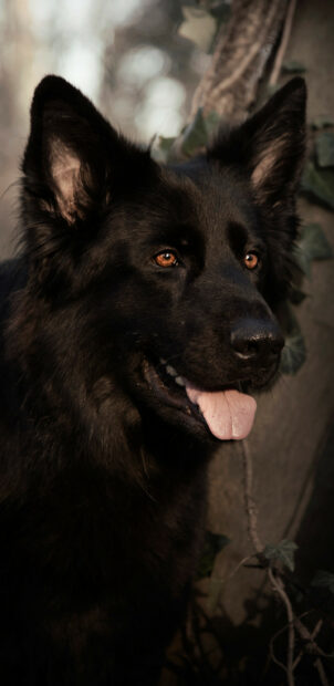 Close up of a German Shepherd with black fur and brown eyes sticking out its tongue
