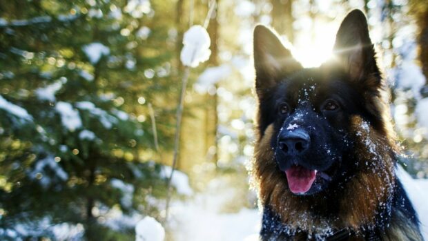 German Shepherd with snow on its fur in a sunlit winter forest