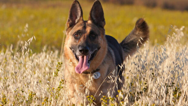 German shepherd dog running happily through a sunlit field of dry grass