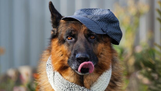 German Shepherd wearing a hat and scarf with its tongue out in a close up portrait