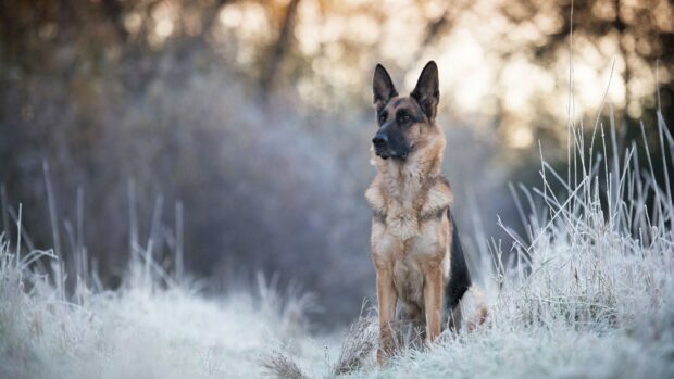 A German Shepherd dog sitting alert in a frosty field during early morning
