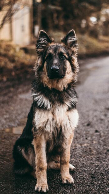 A majestic German Shepherd sitting attentively on a paved path outdoors