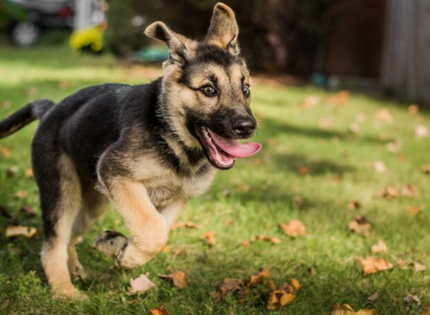 A playful German Shepherd running on the green grass with its tongue out