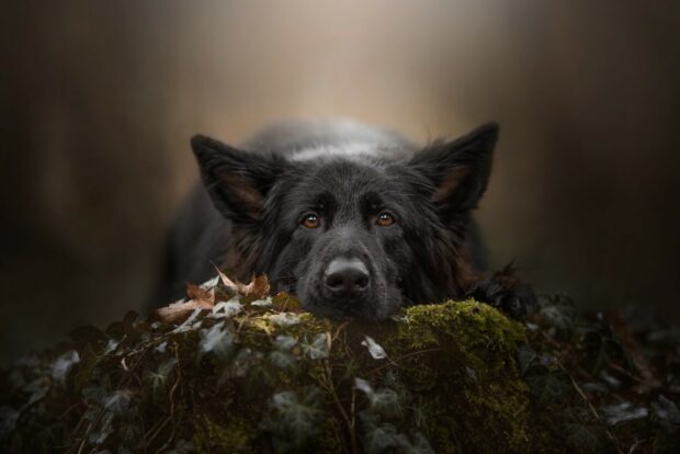 Black German Shepherd resting on moss and leaves in a natural setting