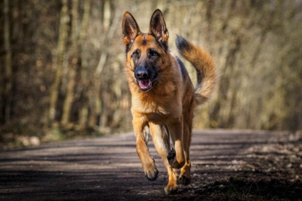 German Shepherd running on a forest path in natural sunlight