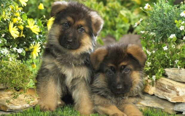 Two German Shepherd puppies sitting together in a garden with flowers around them