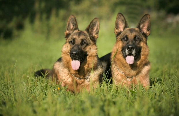 Two German Shepherds lying on the grass with their tongues out in a green field