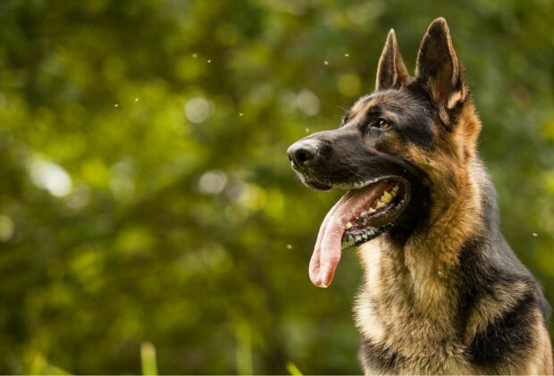 A close up of a German Shepherd dog with its tongue out in a green natural setting