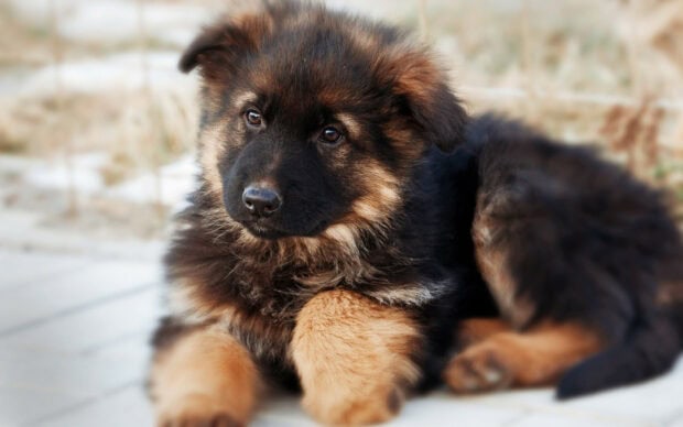 Close up of a German Shepherd puppy resting on the ground with soft fur and attentive eyes