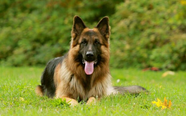 German Shepherd lying on the grass with tongue out in a natural setting