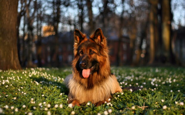 A German Shepherd laying on grass with small white flowers in a forest clearing on a sunny day