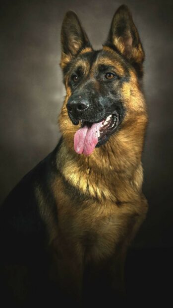 A close up of a German Shepherd with its tongue out looking attentive