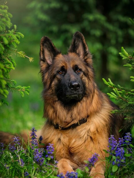 A German Shepherd dog resting among purple flowers and green foliage in nature