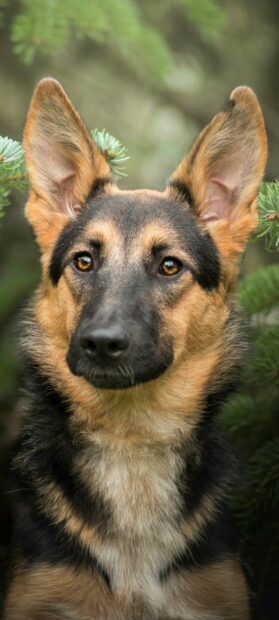 Close up of a German Shepherd dog surrounded by green foliage