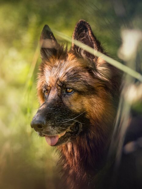 A close up of a German Shepherd in natural light showing its detailed fur and attentive eyes