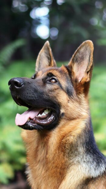 Close up of German Shepherd dog looking alert with tongue out