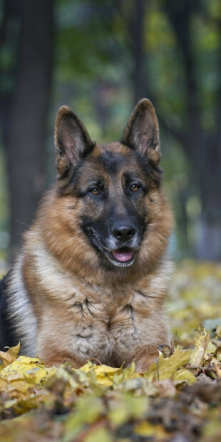 German Shepherd lying on fallen leaves in the forest during autumn