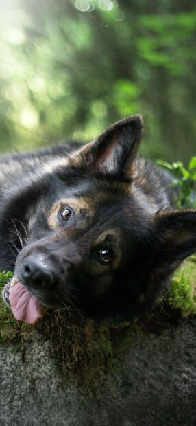 Close up of a German Shepherd lying down with tongue out and forest background