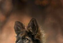 Young German Shepherd lying on a rock and looking attentively in the forest background