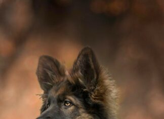 Young German Shepherd lying on a rock and looking attentively in the forest background