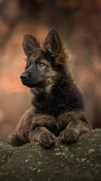 Young German Shepherd lying on a rock and looking attentively in the forest background
