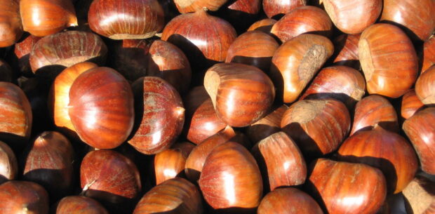 A close up view of glossy chestnuts showing detailed textures and brown shades, HD Desktop Wallpaper