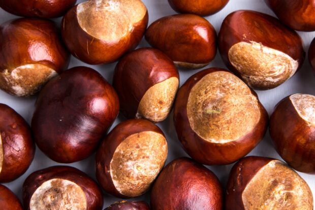 A close up view of glossy chestnuts with detailed textures and natural colors, HD Desktop Wallpaper