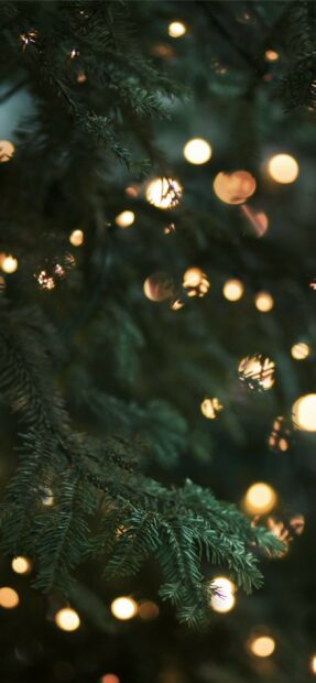Close up of gold lights glowing among green pine tree branches