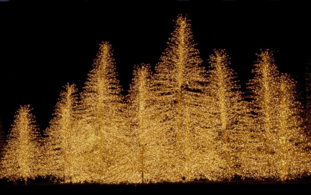 Golden lights decorating tall trees in a festive outdoor display at night