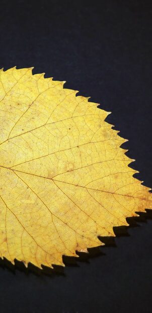 A close up of a golden leaf showing intricate veins on a dark surface with gold leaf wallpapers, 2K Mobile Wallpaper