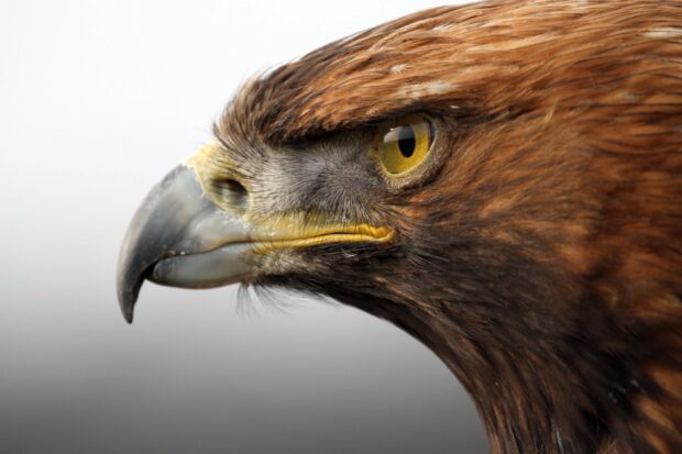 Close up profile of a golden eagle’s head showing detailed feathers and sharp beak