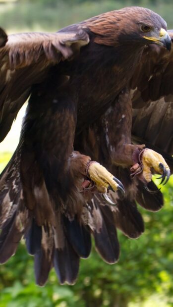 A close up of a golden eagle landing with its wings spread and talons extended