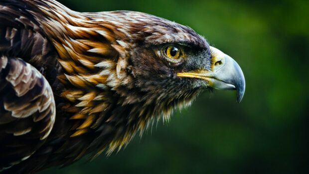 A close up of a golden eagle's head with vibrant feathers and a sharp eye against a green background
