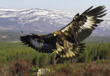 A golden eagle spreading its wings in front of a forest and snowy mountains background