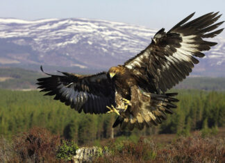 A golden eagle spreading its wings in front of a forest and snowy mountains background